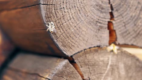 Macro-Slow-motion-Bees-fly-around-the-nest-near-the-logs-try-to-mate-build-a-nest