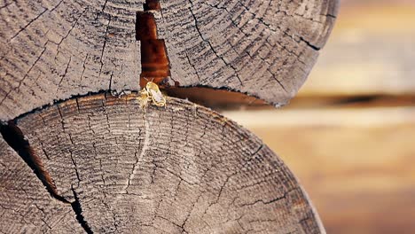Close-up-Slow-motion-Bees-arrive-in-turn-adheres-to-the-building-material-build-a-nest-between-the-logs