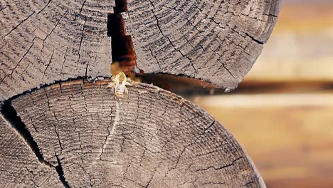 Close-up-Slow-motion-The-bee-builds-nest-between-the-logs