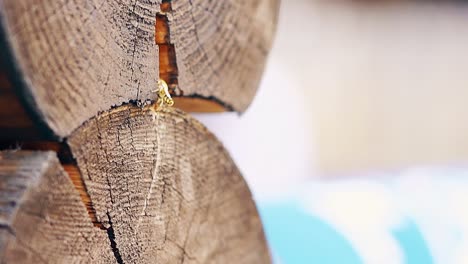 Nahaufnahme-In-Zeitlupe:-Die-Wespen-Fliegen-Hoch-Und-Bauen-Ein-Nest
