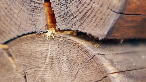 Close-up-Slow-motion-The-wasps-build-a-nest-between-the-logs-in-the-summer-house