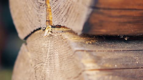 Nahaufnahme-In-Zeitlupe:-Die-Wespen-Fliegen-Hoch-Und-Bauen-Ein-Nest-Zwischen-Den-Baumstämmen-Im-Sommerhaus