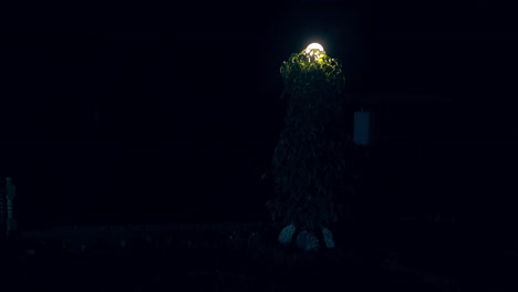CU-Decorative-tree-backlit-at-night