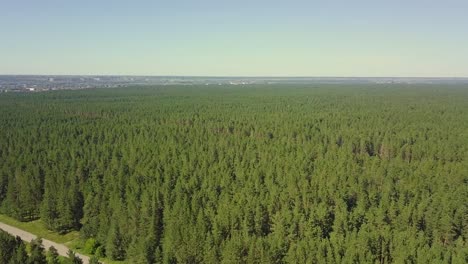 Aerial-Flying-over-dense-forest-pines-View-of-the-tourist-city-in-the-distance