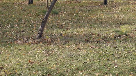 Der-Herbstwind-Bläst-Trockene-Blätter-über-Den-Großen-Rasen-Im-Park