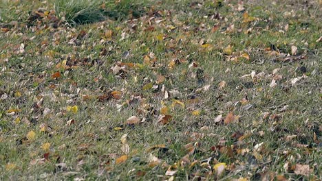 Leichter-Wind-Bewegt-Grünes-Gras-Mit-Trockenen-Blättern-Im-Park
