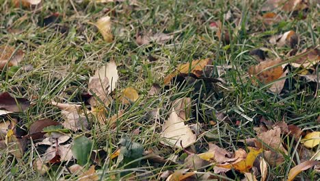Trockene-Blätter-Wirbeln-Im-Leichten-Wind-Auf-Dünnem-Grünen-Gras