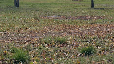 wind-blows-dry-leaves-accross-green-grass-on-big-lawn