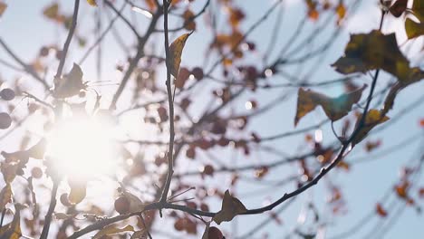 Zweige-Mit-Blättern-Winken-Langsam-Im-Wind-Gegen-Die-Sonne