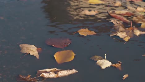 dry-fallen-leaves-lie-on-rippling-water-and-light-wind-blows