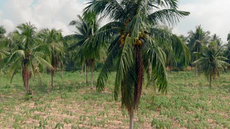 Auf-Dem-Feld-Wachsen-Tropische-Palmen-Mit-Gelben-Reifen-Kokosnüssen