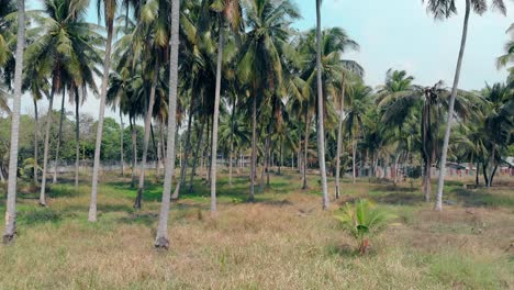 Tropischer-Palmengarten-Mit-Hohen-Bäumen-Unter-Klarem-Blauen-Himmel