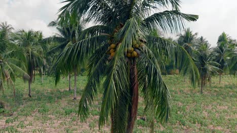 close-up-wind-shakes-palmtree-leaves-with-yellow-coconuts