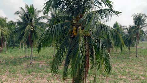 Bewegung-Um-Eine-Hohe-Palme-Mit-Geschwollenen-Blättern,-Gelben-Kokosnüssen