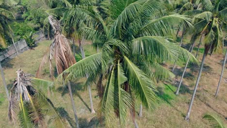 strong-tropical-wind-sways-green-and-dry-palm-branch-tops