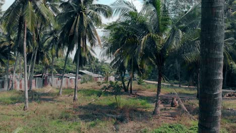 palm-trees-grow-between-poor-old-buildings-and-asphalt-road