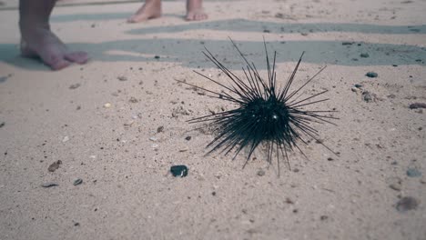 people-watch-black-alive-sea-urchin-moving-on-sand-beach