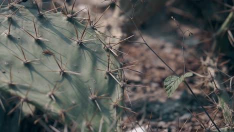 green-flat-cactus-with-large-needles-grows-in-grey-soil