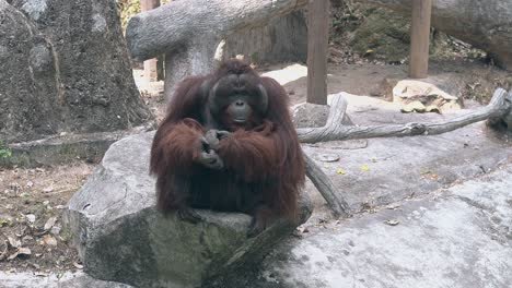 orangutan-with-long-brown-fur-rests-on-gray-rock-in-zoo