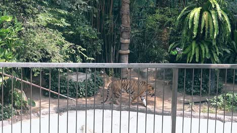 elegant-large-tiger-walks-proudly-under-high-green-palms