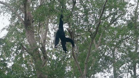 Macaco-Negro-Atrapa-Plátano-Colgado-En-La-Rama-De-Un-árbol-Verde