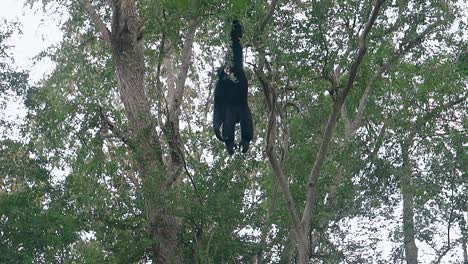 El-Macaco-Negro-Tiene-Un-Descanso-Tranquilo-Colgado-De-La-Rama-De-Un-árbol-Verde.