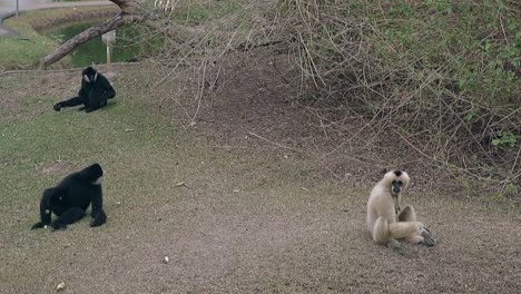 Macacos-Sentados-En-El-Suelo-Miran-La-Comida-Arrojada-Por-Los-Turistas