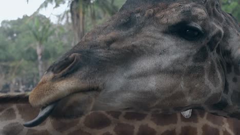 Mutiger-Tourist-Füttert-Lustige-Braune-Giraffe-Mit-Mais-Im-Zoo