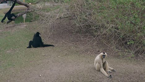 Gracioso-Macaco-Negro-Salta-Sobre-El-Tronco-De-Un-árbol-Junto-A-Un-Pequeño-Lago-Verde.