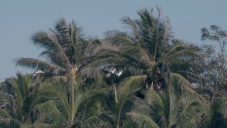 Palmen-Mit-Grünen-Blättern-Vor-Blauem-Himmel-In-Zeitlupe