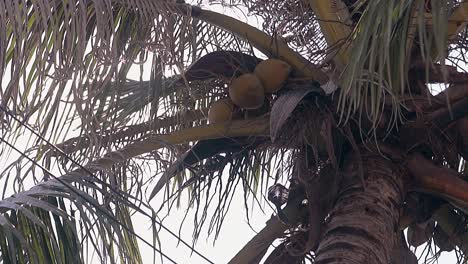 ripe-coconut-fruits-surround-brown-palm-trunk-slow-motion