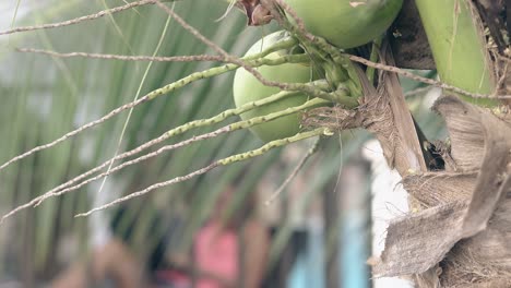 Nahaufnahme-Einer-Kokospalme-Mit-Früchten-Vor-Verschwommener-Frau