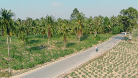 tropical-landscape-of-palm-trees-and-bushes-view-from-drone