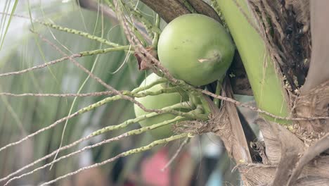 Kokosnüsse-Wachsen-Auf-Palmen-Auf-Verschwommenem-Hintergrund,-Nahaufnahme