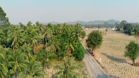 palm-tree-forest-against-huge-mountains-dry-field-and-sky