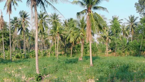Palmenstämme-Mit-Großen-Grünen-Blättern,-Reifen-Kokosnüssen-Und-Gras