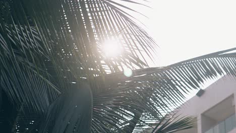 palm-leaves-against-white-hotel-building-and-bright-sun