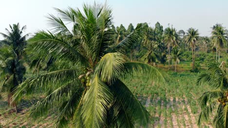 palm-forest-with-coconuts-and-green-field-on-sunny-day