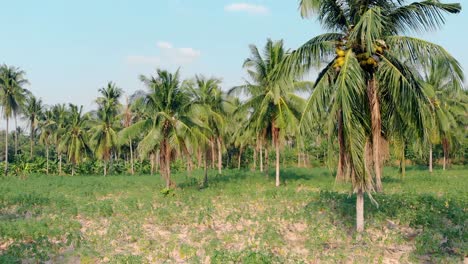 fresh-palm-tree-forest-with-coconuts-and-green-grass
