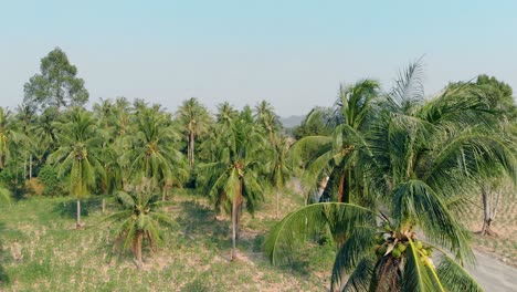 camera-shoots-close-high-palm-top-on-forest-background