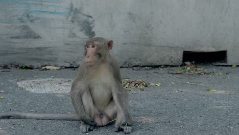 funny-little-monkey-with-brown-fur-sits-on-street-and-chews