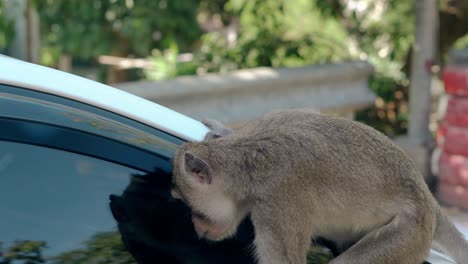 monkey-sits-on-modern-white-car-looks-in-mirror-in-street