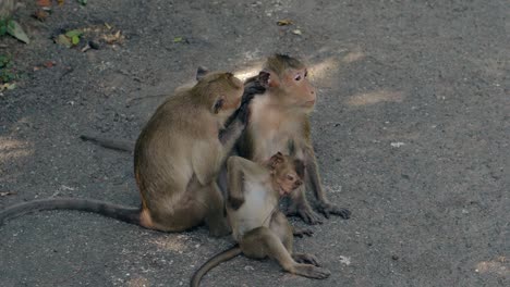relaxed-monkey-family-sits-on-asphalt-and-picks-fleas-off
