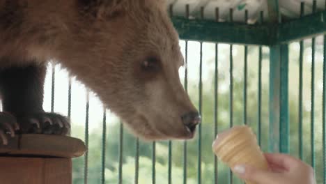 Somebody-shows-an-ice-cream-to-bear-it-eats-it-1