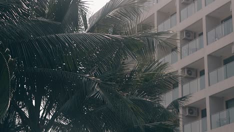 palm-tree-foliage-at-modern-hotel-on-nice-day-slow-motion