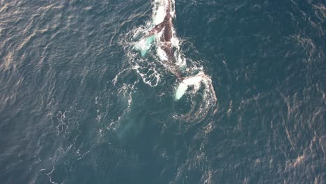 Buckelwale-Schwimmen-Und-Drehen-Sich-Im-Blauen-Meer---Wale