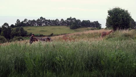 Cowboy-on-Green-Countryside-with-Horses:-Slow-Mo-Shot-by-the-Sea