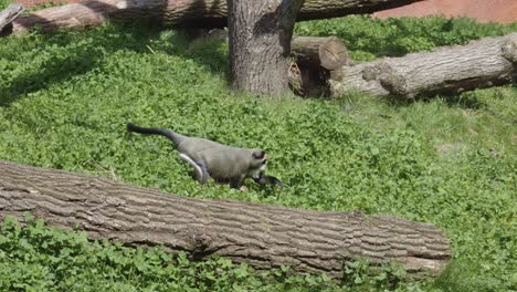 Mono-Sentado-En-La-Hierba-En-El-Zoológico-De-Praga