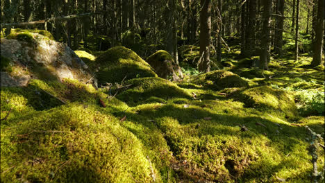 Tree-shadows-and-sunlight-move-over-moss-and-rocks-in-Boreal-Pine-forest,-dolly-time-lapse