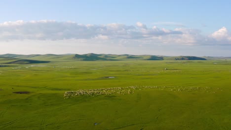 Drone-orbits-around-mongolian-grassland-plains-with-livestock-herd-roaming-free